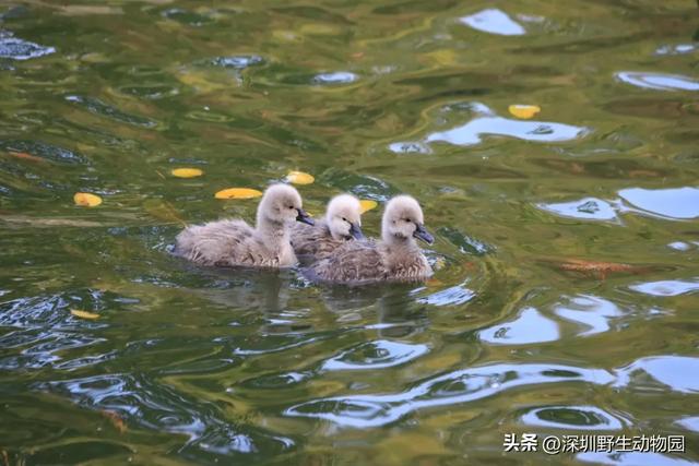 落羽杉红了,天鹅宝宝也出窝啦!