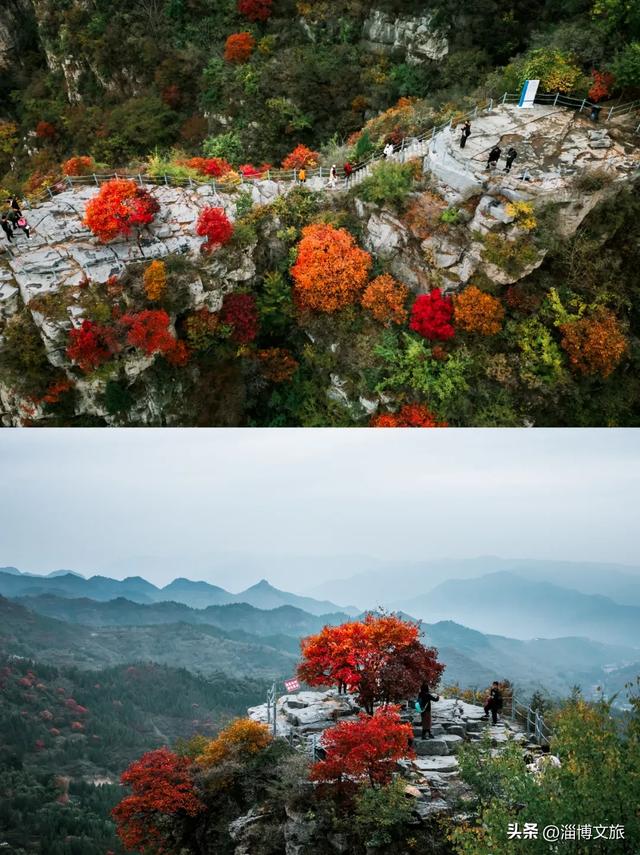 实拍！红的橘的黄的，整个淄博“燃”起来了！这些路段落叶缓扫→