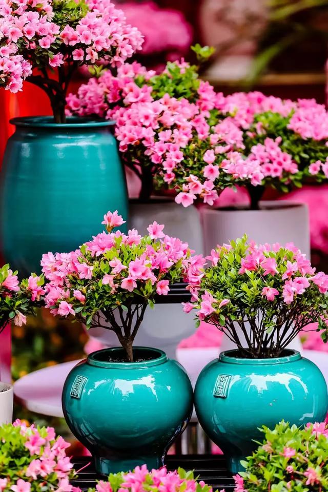 重磅!宝安迎春花市、新春花展要来啦!