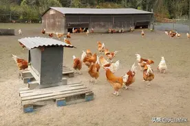 六畜家禽指的都有什么图片