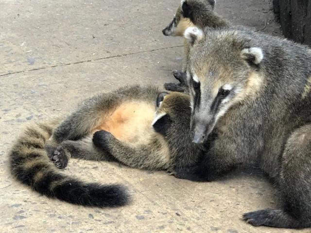 一生一次，2027年出发！41天南极半岛包船登陆，南美4国狂野自驾