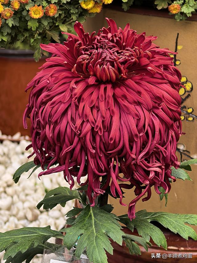 秋风独宠一园菊，晚来香艳出樊篱——北京北海公园2025年菊花展