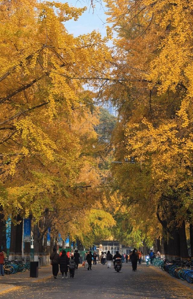 走！坐地铁，赏银杏！