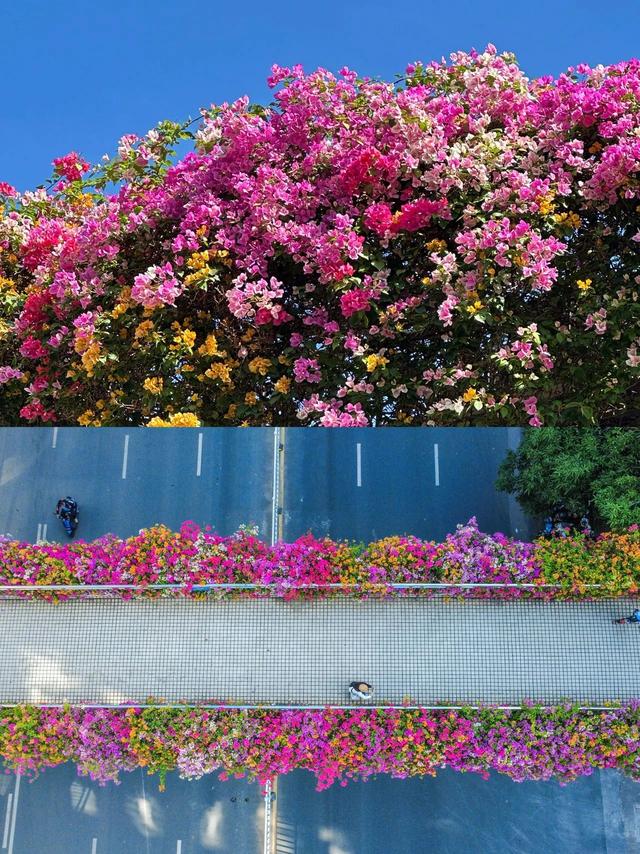 广西的冬天像是倒放的春天!三角梅天桥“火出圈”,还有一场叶子花盛宴来了……