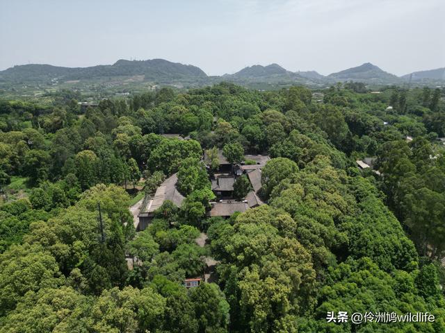 成都徒步（64）·新津篇③观音寺