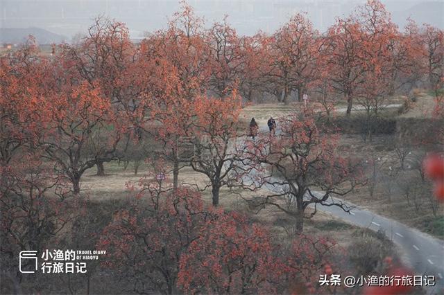 今冬顶流！陕西这片柿子林爆火出圈，美到封神！攻略来啦