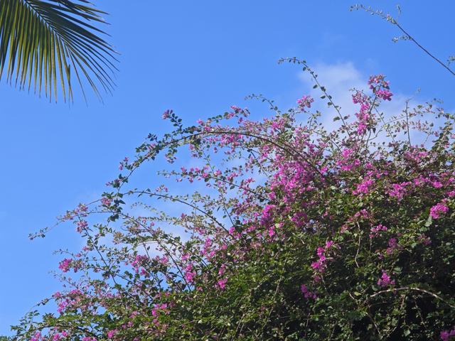 从学苑大道入大沙河绿过大学城后进深圳弯公园流花山景点【高清】