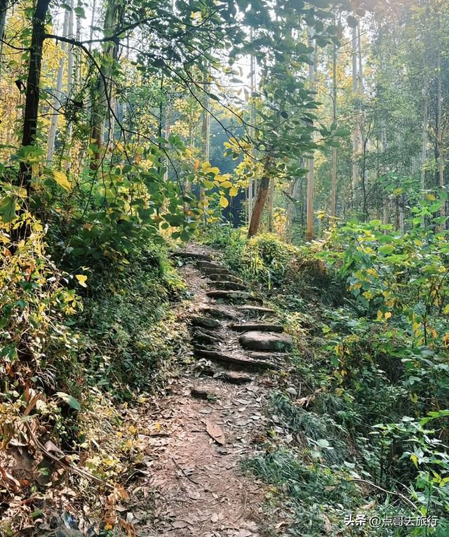 成都龙泉山冷门徒步路线，大片桉树林超美，不要门票，野趣十足！