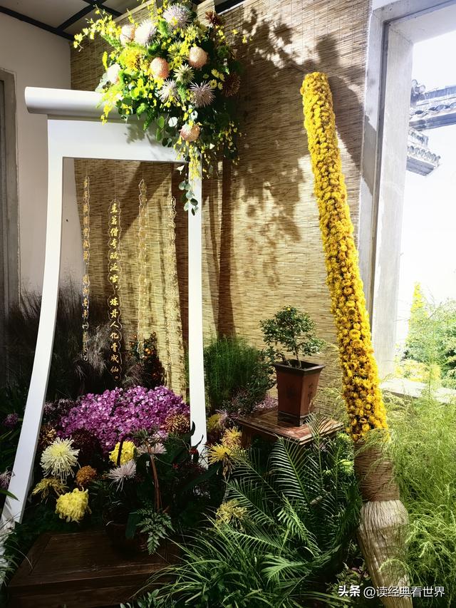 杭州植物园的菊花展——一场关于菊花的饕餮盛宴（二）