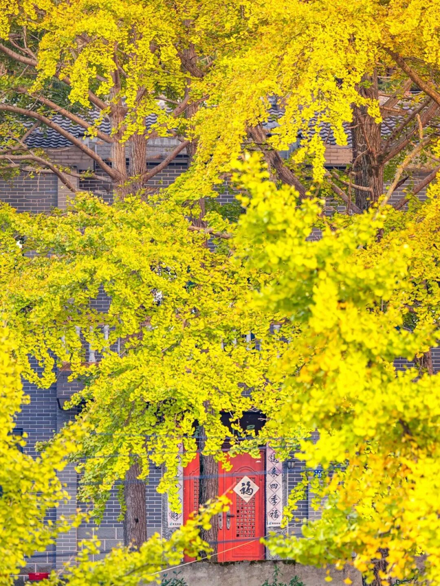 秋游黄陂 | 解锁清凉寨的N种玩法！