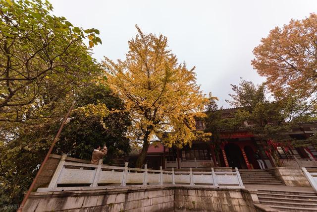 接下来，长沙的天花板级秋景在这里！一年中的颜值巅峰期，美哭！