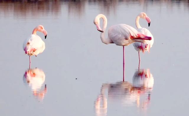 用实力说话！运城盐湖景区又双叒叕登全国榜单！