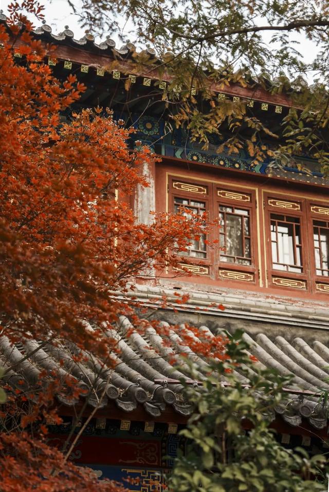 我们把台儿庄古城的秋天“晒”满了朋友圈，温柔了整座古城的初冬