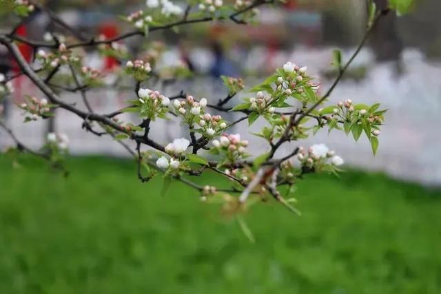 梨花香在古梨园