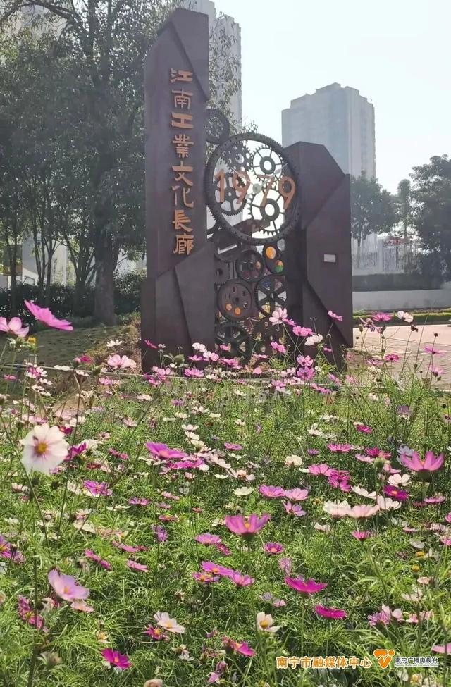 冬日里的浪漫！格桑花盛开啦，就在这座公园