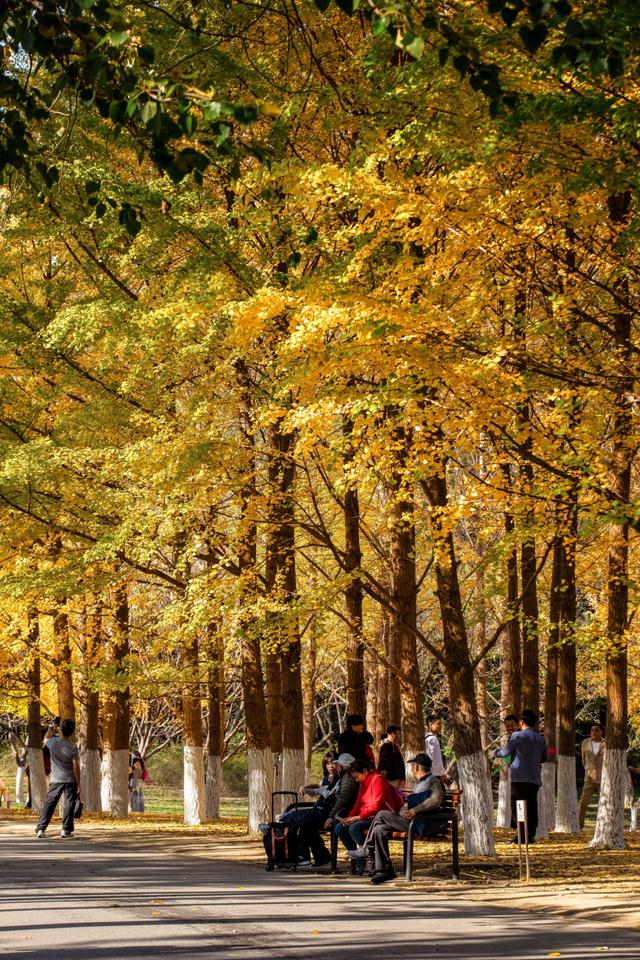 北京的秋天一定要奥林匹克森林公园！就是一场盛大的秋天盛宴