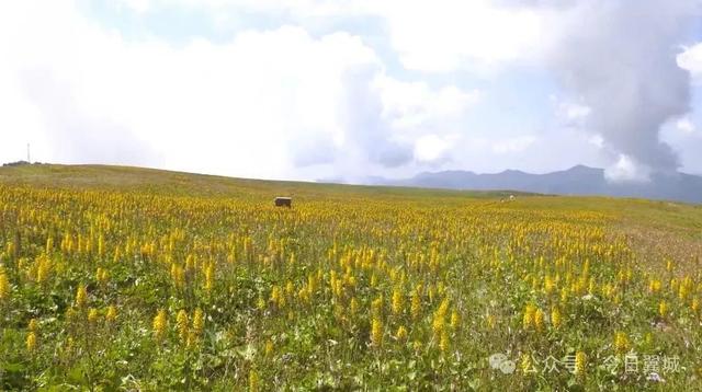 翼城县历山舜王坪：千亩花海迎客来 生态画卷徐徐展