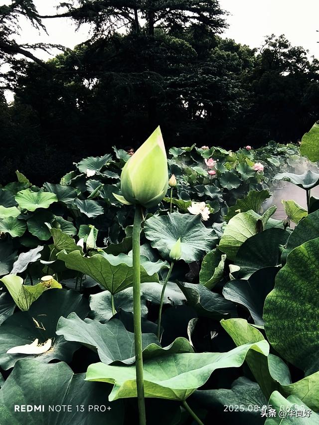 花艳叶新 “荷”你相遇——古漪园观荷记