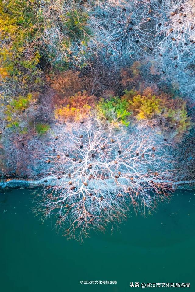 沙漠踏雪，只在武汉，最佳观赏期到了！