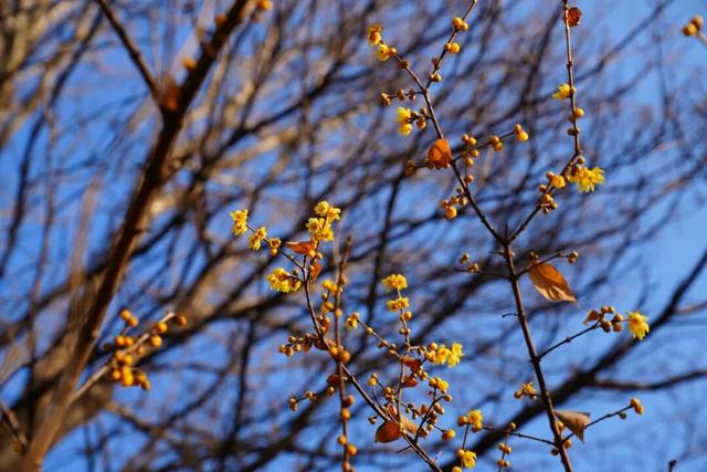开了！开了！来闻一闻广饶2026年的第一缕花香！