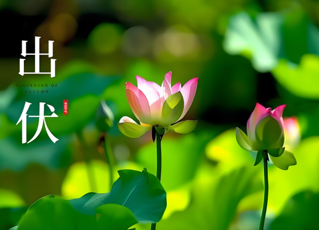 明日出伏！60年难得一遇，3大特点，出伏挨着处暑，有何预兆？
