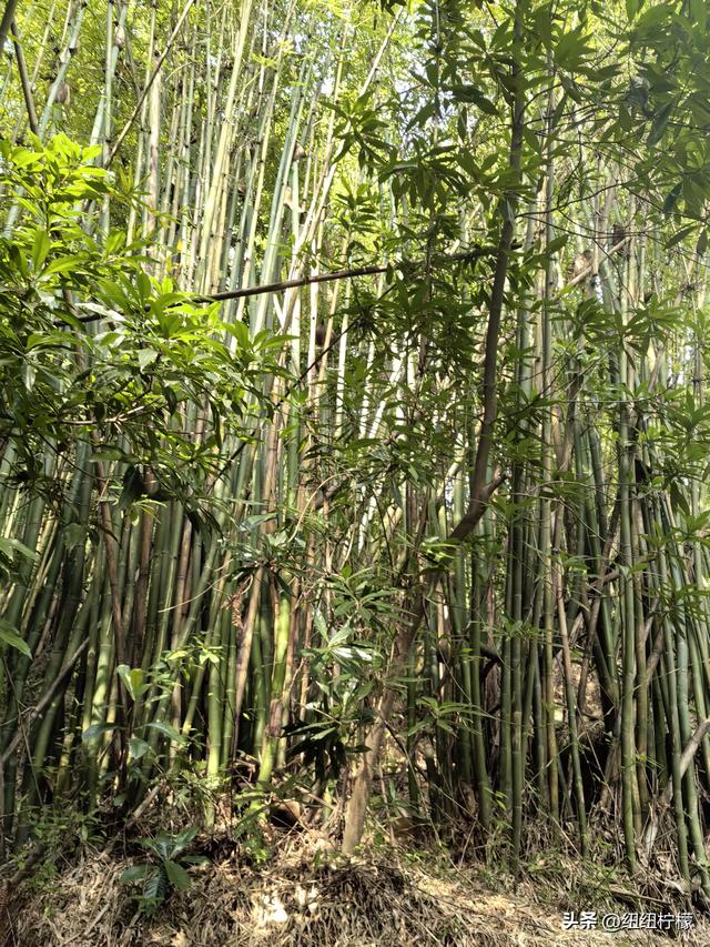 户外徒步之挑战缙云九峰，从健身梯道到狮子峰，走了四小时