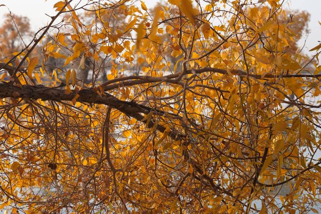 沙雅沙雁洲｜胡杨作画、河水为诗，这里藏着南疆秋天最热烈的模样