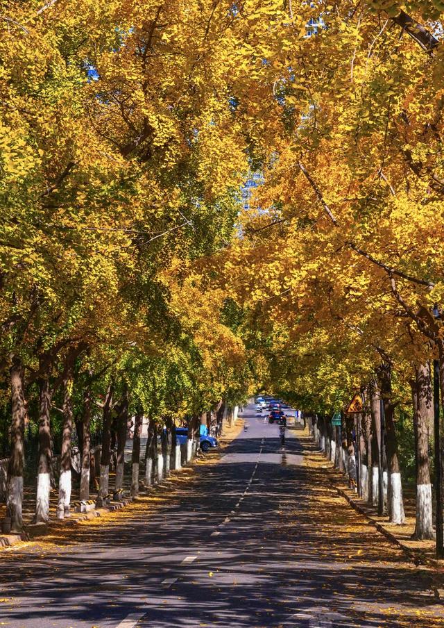 落叶缓扫，青岛留住秋日诗意