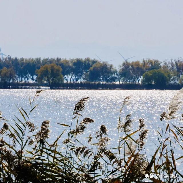 延庆的金色浪漫，就在——