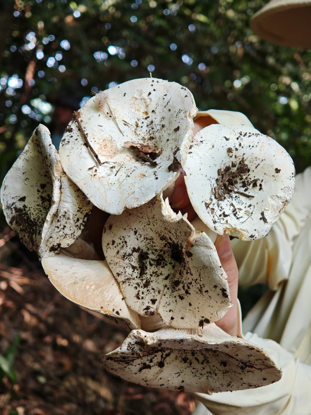 成都1.5小时可达的野山，斗底山徒步真的很酸爽！