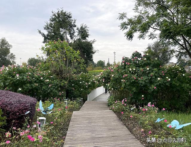 成都芙蓉花开爆了，成都人的私藏，不要门票，冷门却超级惊艳！