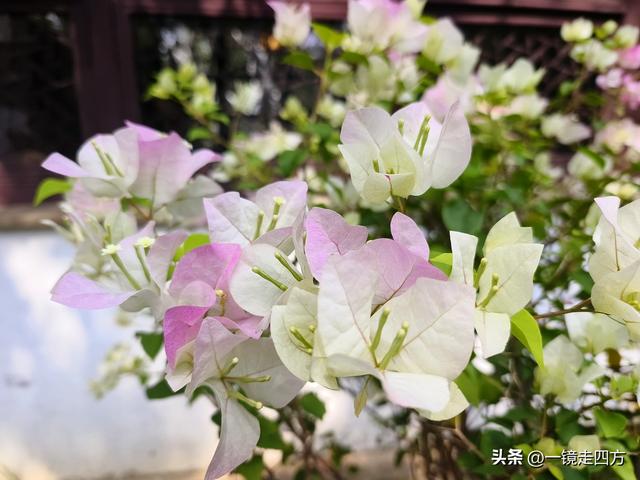 临近国庆，在还很闷热的天气里，游览市内现存最大的园林拙政园