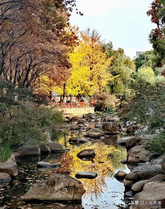 魔都秋日隐藏款！这里的银杏会“穿越”陆家嘴天际线