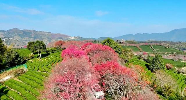 龙岩周末去哪儿｜看游龙、赏樱花，本周末必冲的两大惊喜目的地→