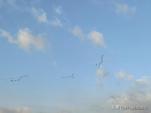 走，去渤海湾看候鸟…