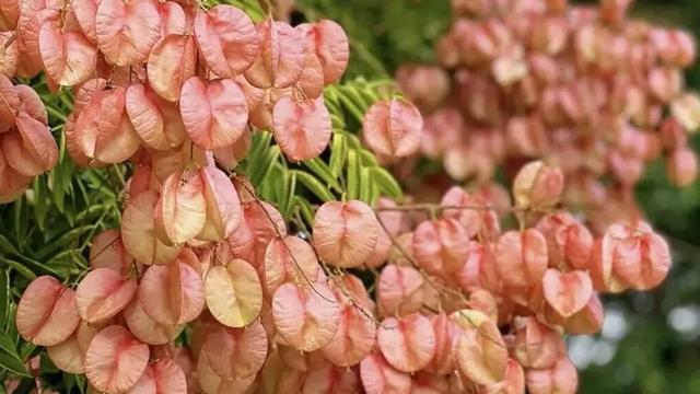秋日限定！旬阳栾树赤红正绚烂~