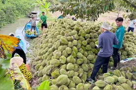 泰国越南为榴莲打起来啦？中国人狂炫榴莲吃光泰国，越南趁虚而入图片