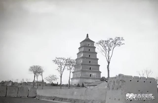 朱文杰：大雁塔的奇卉名木（下）