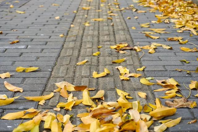 探徐汇｜赴一场落叶之约！徐汇街头美成童话