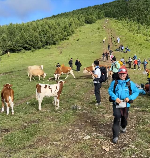 真相大白！男子遭牛群踩踏，不是因为挑逗，知情人透露 目标不是人