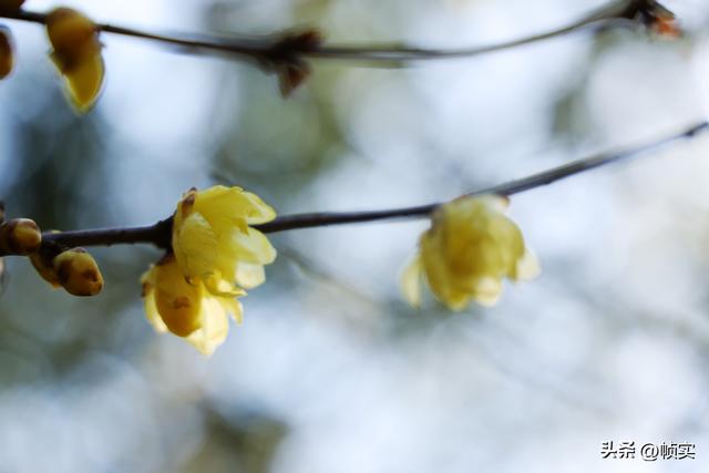 “蜡”么美“蜡”么香，上海公园蜡梅绽放即将迎来盛花期