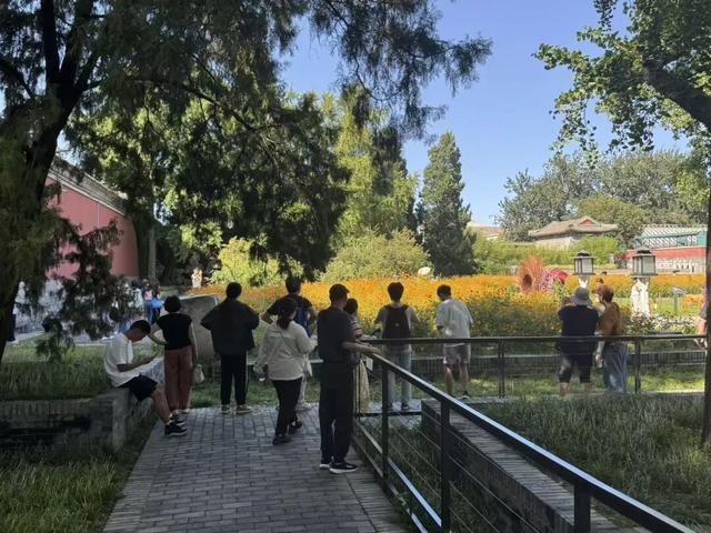 绝美！北京近千平方米金色花海进入最佳观赏期！地点——