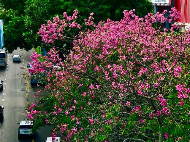 被厦门的秋天圈粉了！金色花海、粉色“云霞”……周末就出发→
