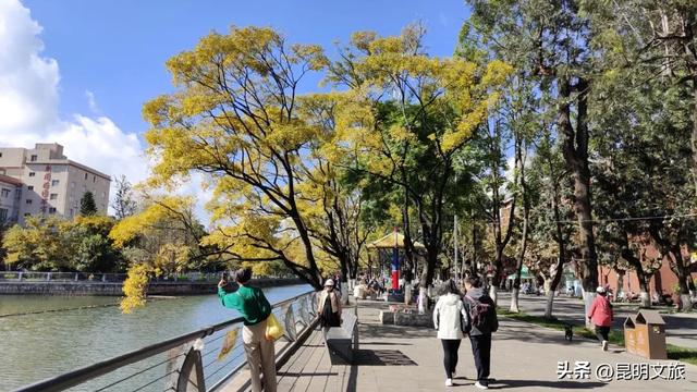 全屏“封神”！这可是昆明初冬的超绝顶流！保姆级攻略来袭，趁天晴立马冲！