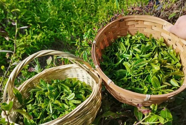 奔“县”潍坊！“龙”游诸城，诸事皆成！