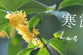 二十四节气与花：桂花，你想开了图片