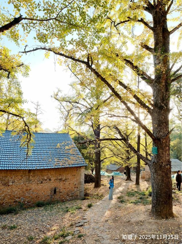 “中国银杏第一乡”迎来最佳观赏期！附近期实拍图→