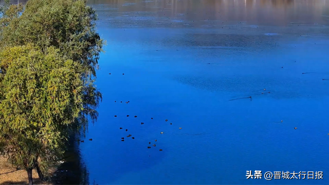 晋城变身“候鸟天堂”，一起来文明观鸟～