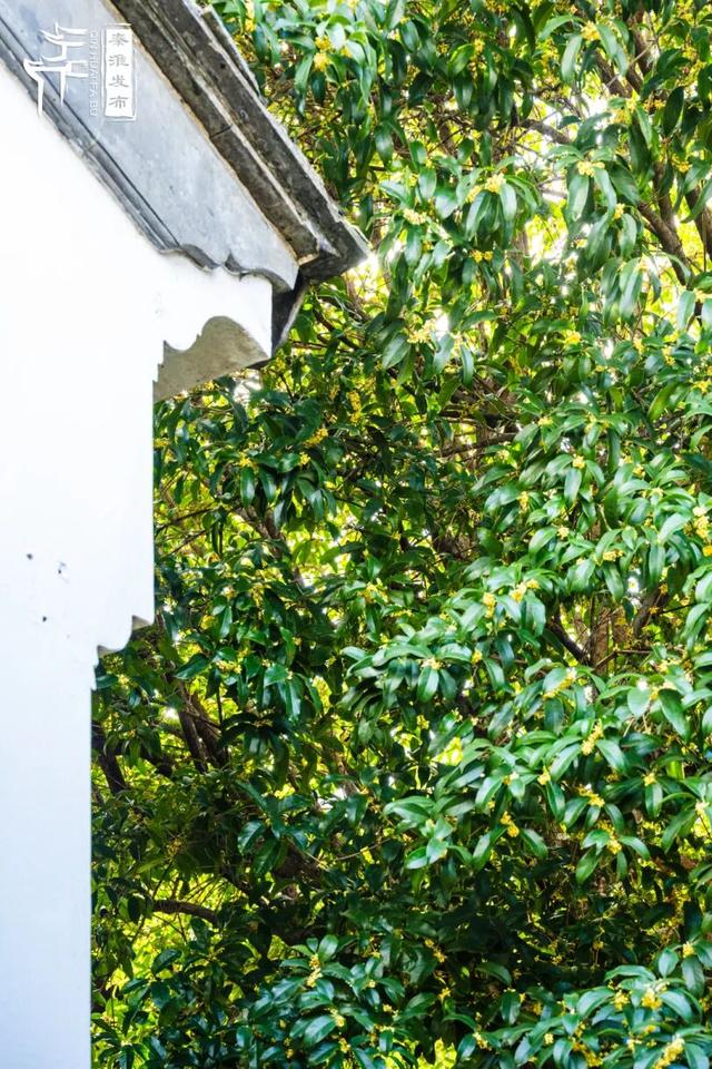 花样秦淮｜秋桂