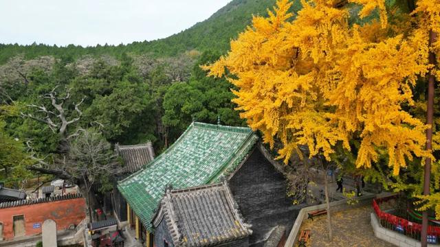 济南的这些千年银杏树美得正当时，最后“黄金期”快去打卡！